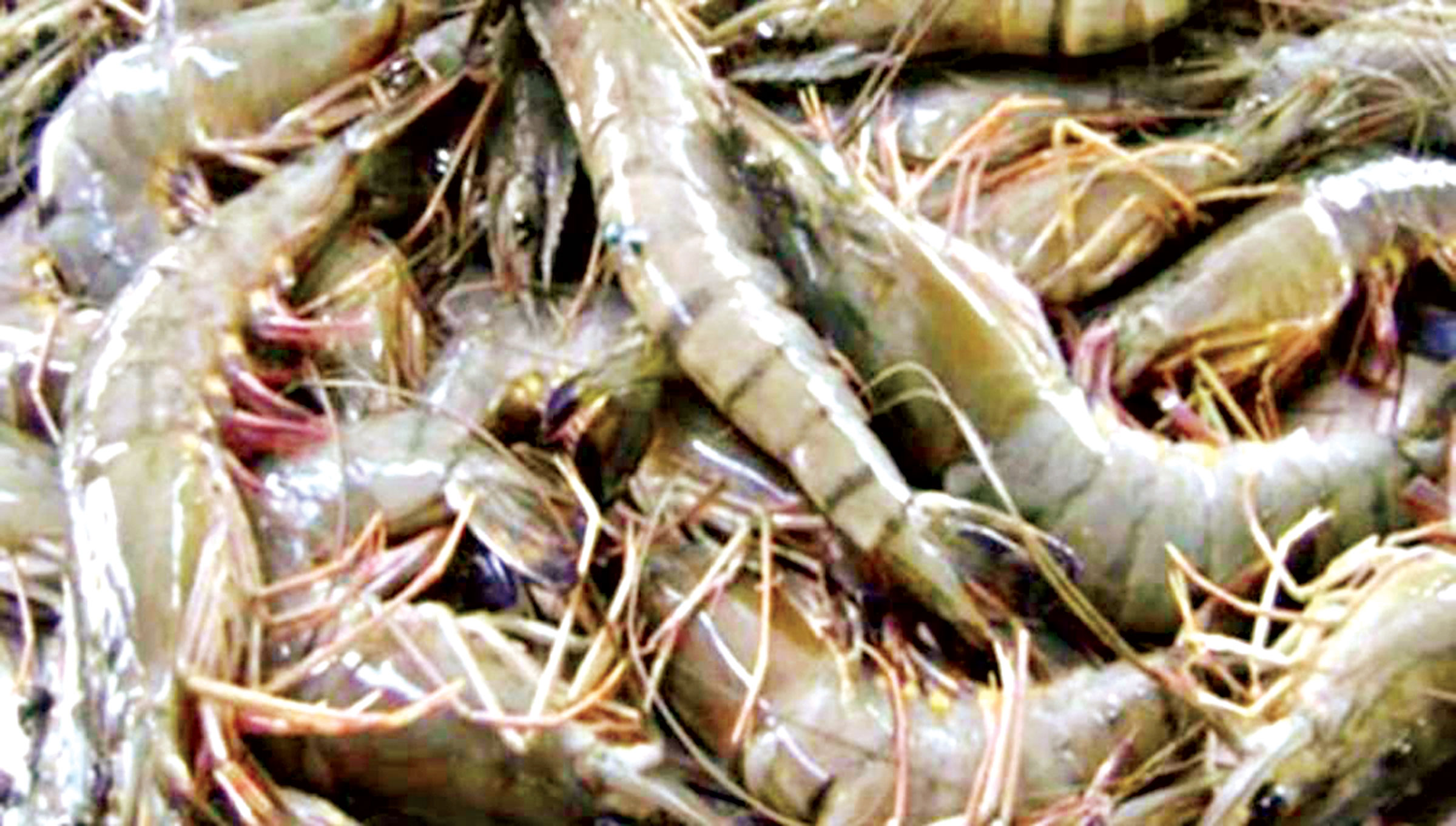 উল্টো রথে 'সাদা সোনা' রপ্তানি