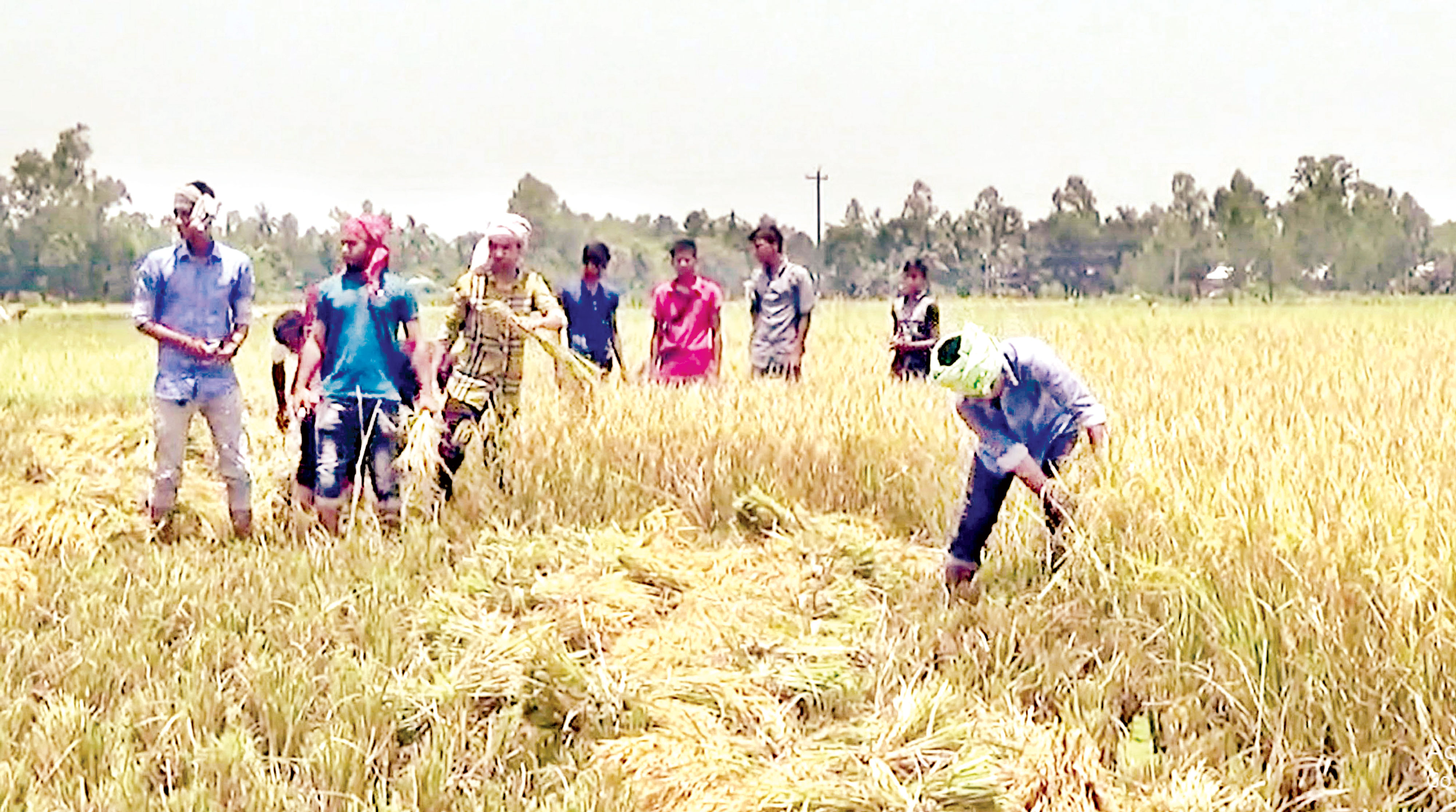 সেই কৃষকের ধান কেটে দিলেন শিক্ষার্থীরা