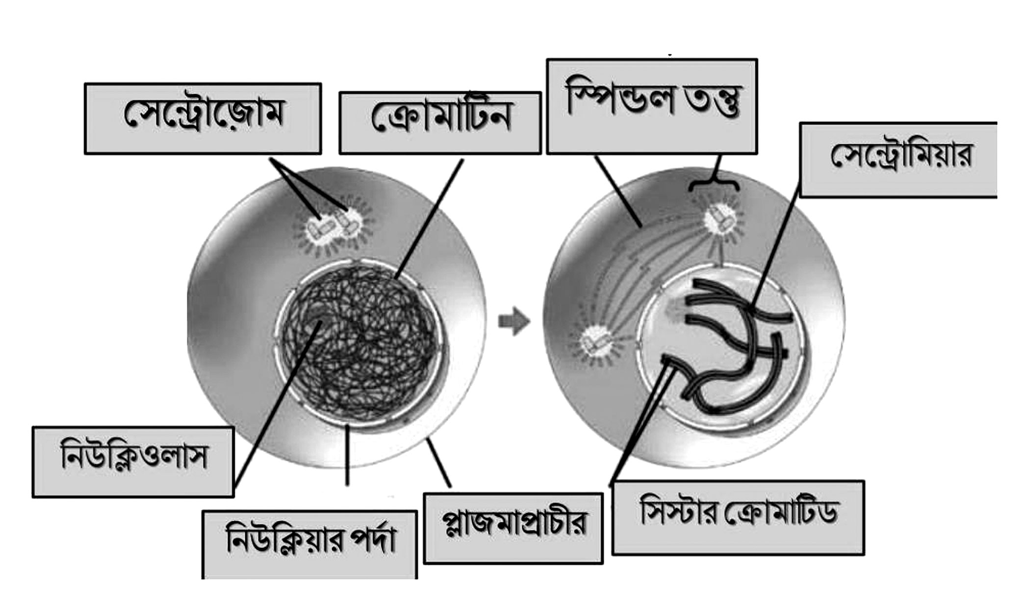 জুনিয়র স্কুল সার্টিফিকেট পরীক্ষার প্রস্তুতি (বিজ্ঞান)