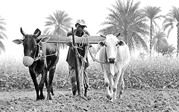 হারিয়ে যাচ্ছে গ্রামবাংলার লাঙল-জোয়াল-মই