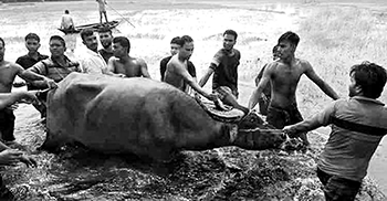কোরবানির মহিষের গুঁতোয় ১১ জন আহত