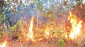 আমাজনের দাবানল উদ্বেগজনক
