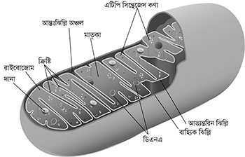 জীববিজ্ঞান