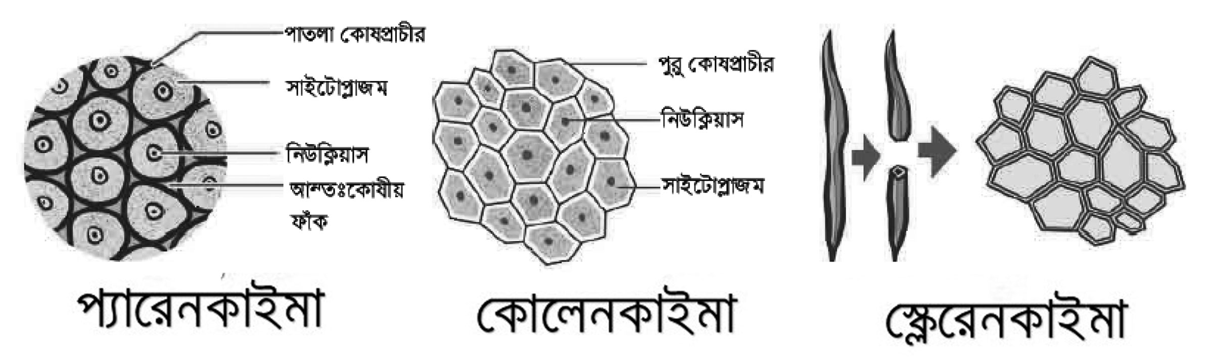 নবম-দশম শ্রেণির পড়াশোনা (জীববিজ্ঞান)