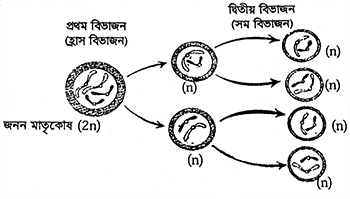 নবম-দশম শ্রেণির পড়াশোনা জীববিজ্ঞান