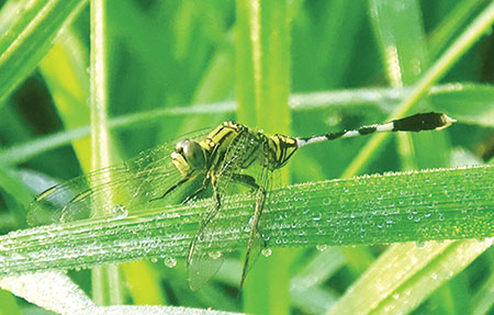 শীতের বার্তা নিয়ে হাজির ভোরের শিশির