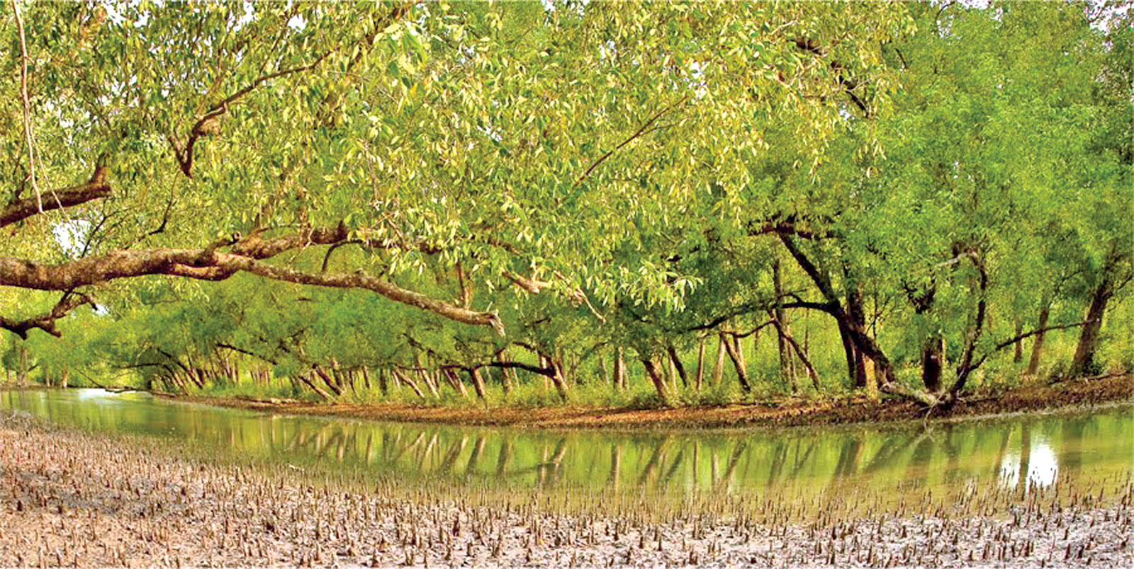 সুন্দরবনের জন্য ৪০০ কোটি টাকার প্রকল্প