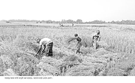 আমনের দাম নিয়ে শঙ্কায় কৃষক