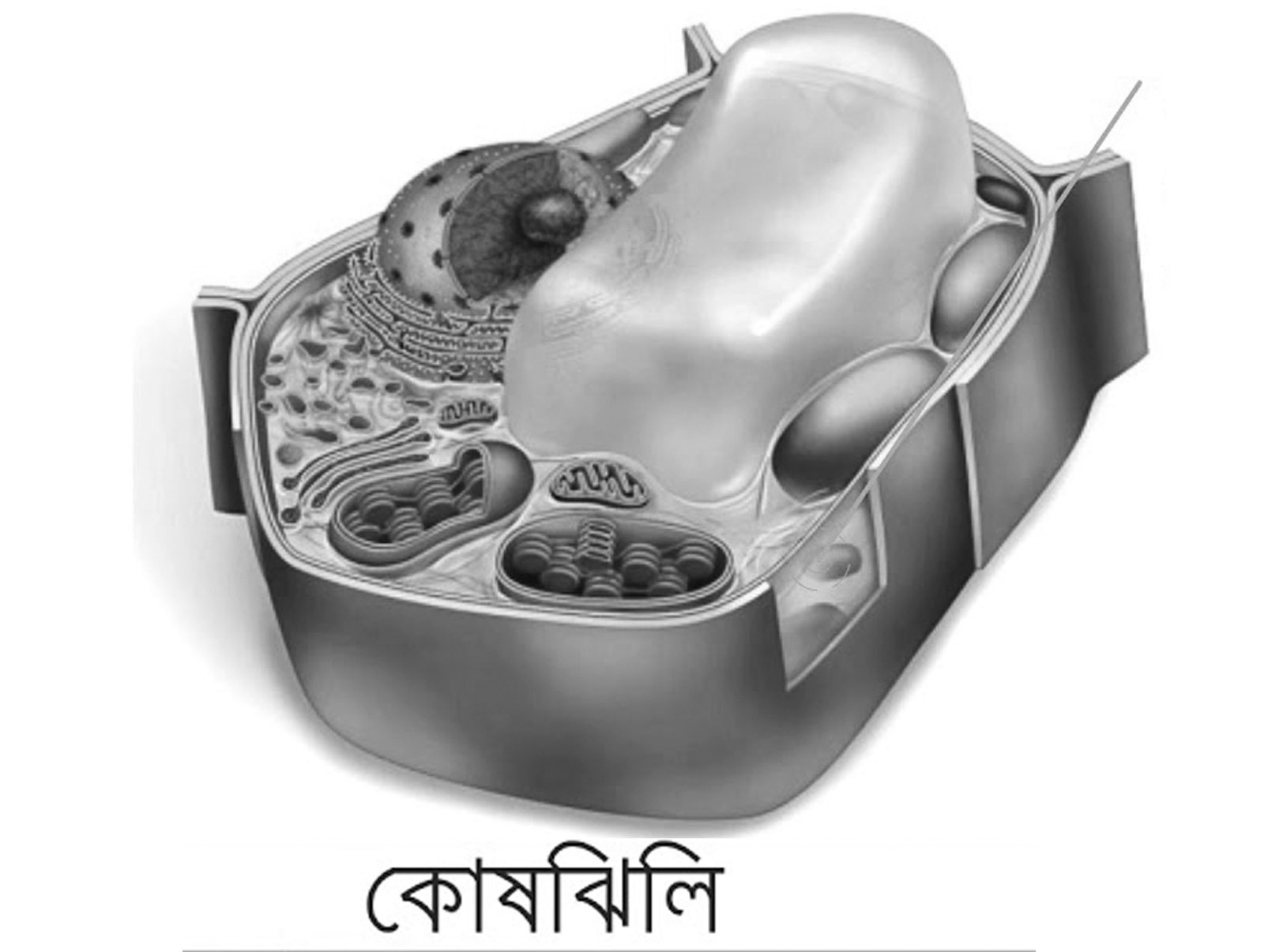 এসএসসি পরীক্ষার প্রস্তুতি (জীববিজ্ঞান)