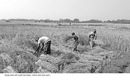 শ্রমিক সংকটে বিপাকে কৃষক