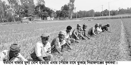 সিরাজগঞ্জে পেঁয়াজ চাষে ঝুঁকছে কৃষক