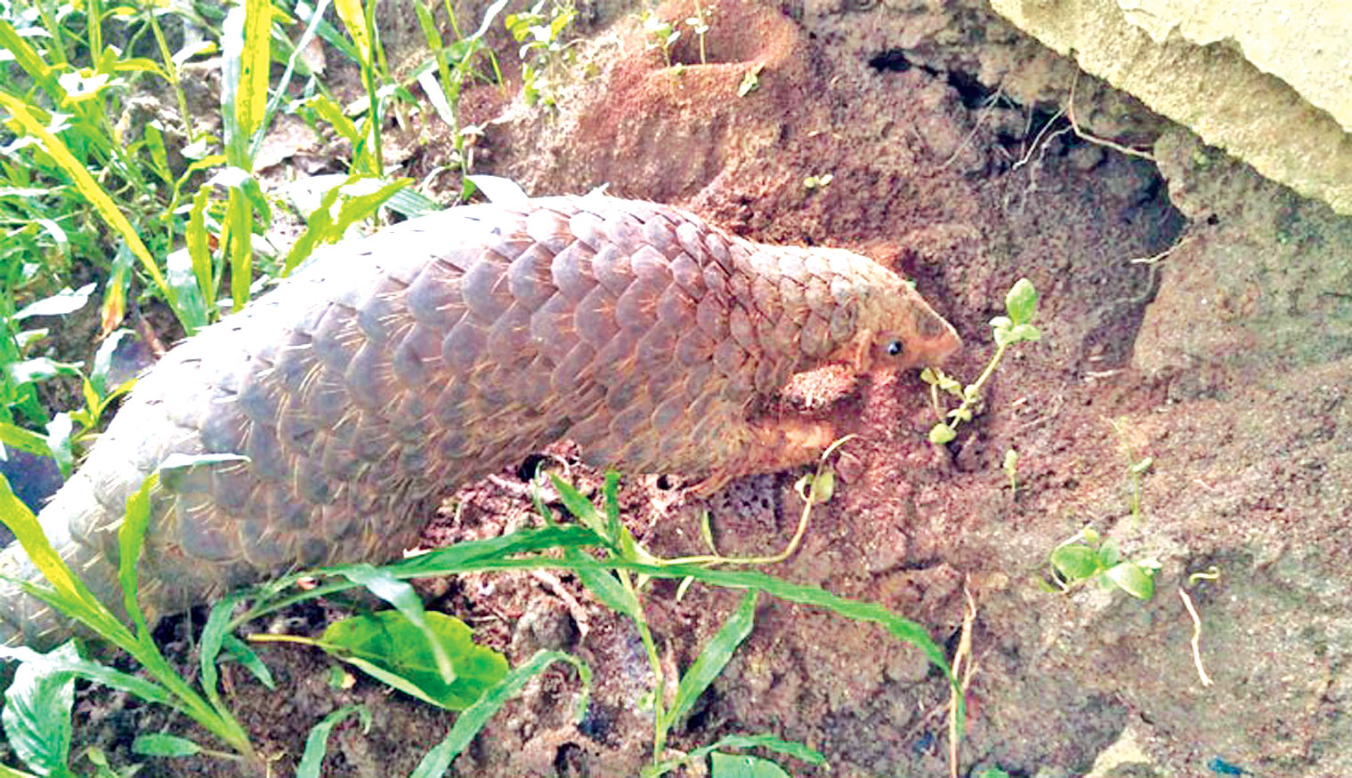 মহাবিপন্নের তালিকায় 'বনরুই'