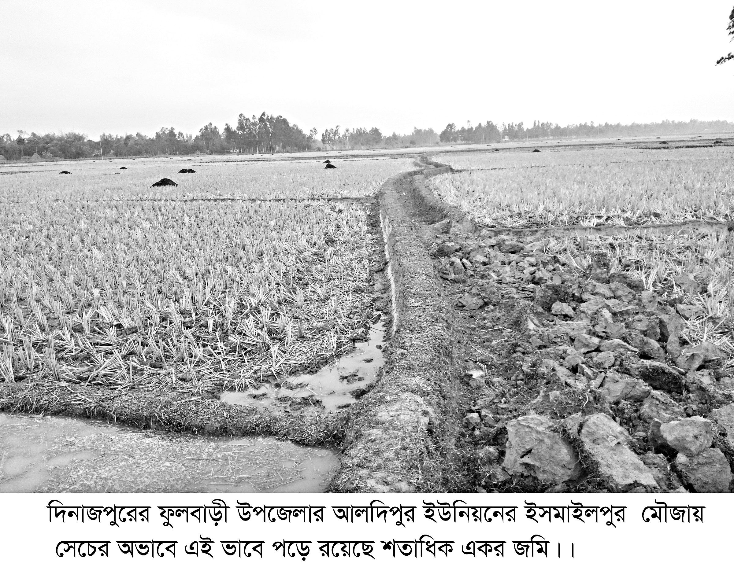 ফুলবাড়ীতে বোরো চাষ অনিশ্চিত