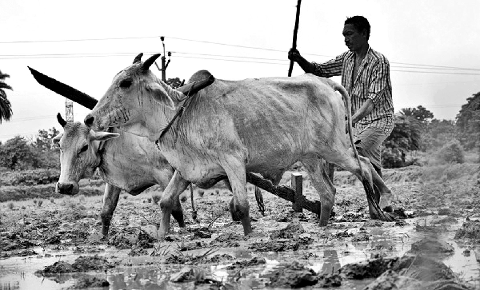 ৮ম শ্রেণির পড়াশোনা