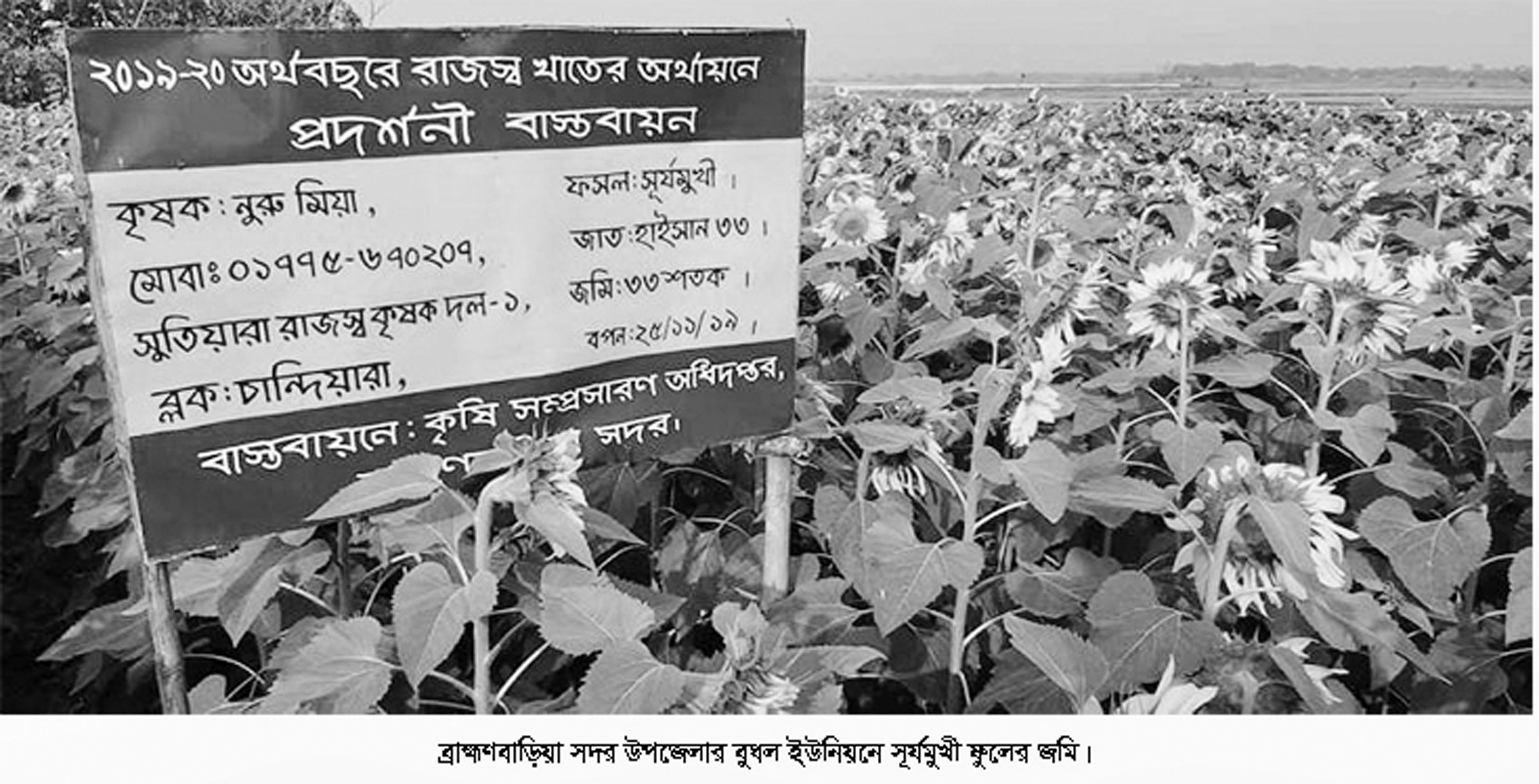 ব্রাহ্মণবাড়িয়ায় সূর্যমুখী চাষে সফলতা