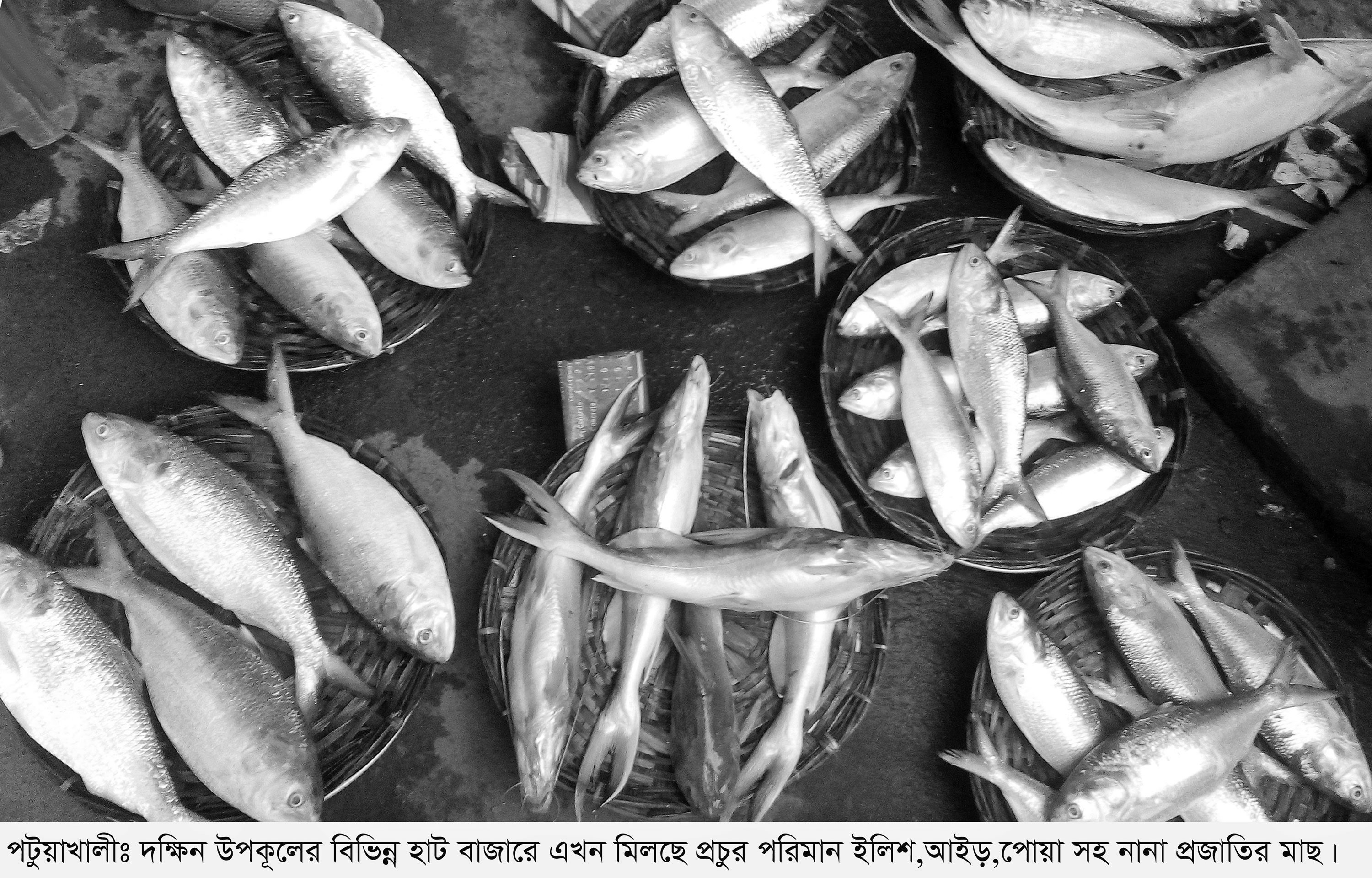 পটুয়াখালীতে মাছের ব্যাপক সরবরাহ