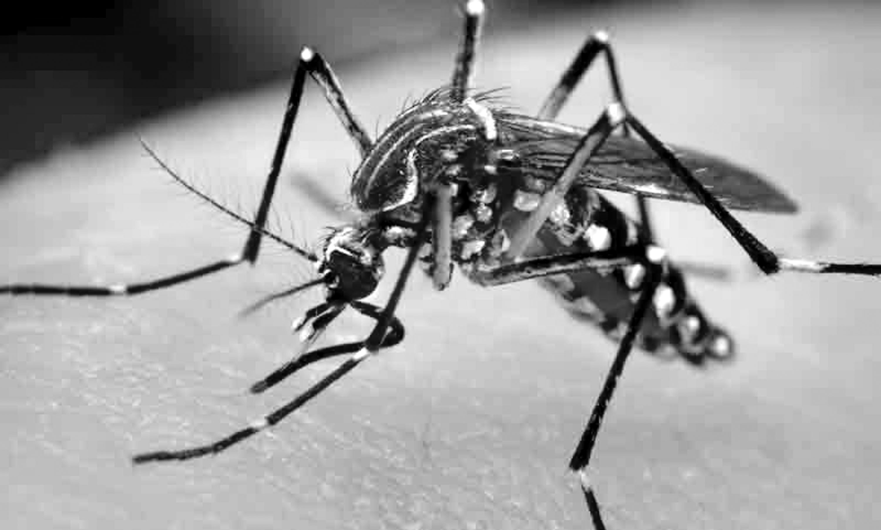 মশা প্রতিরোধে তিন কাজ