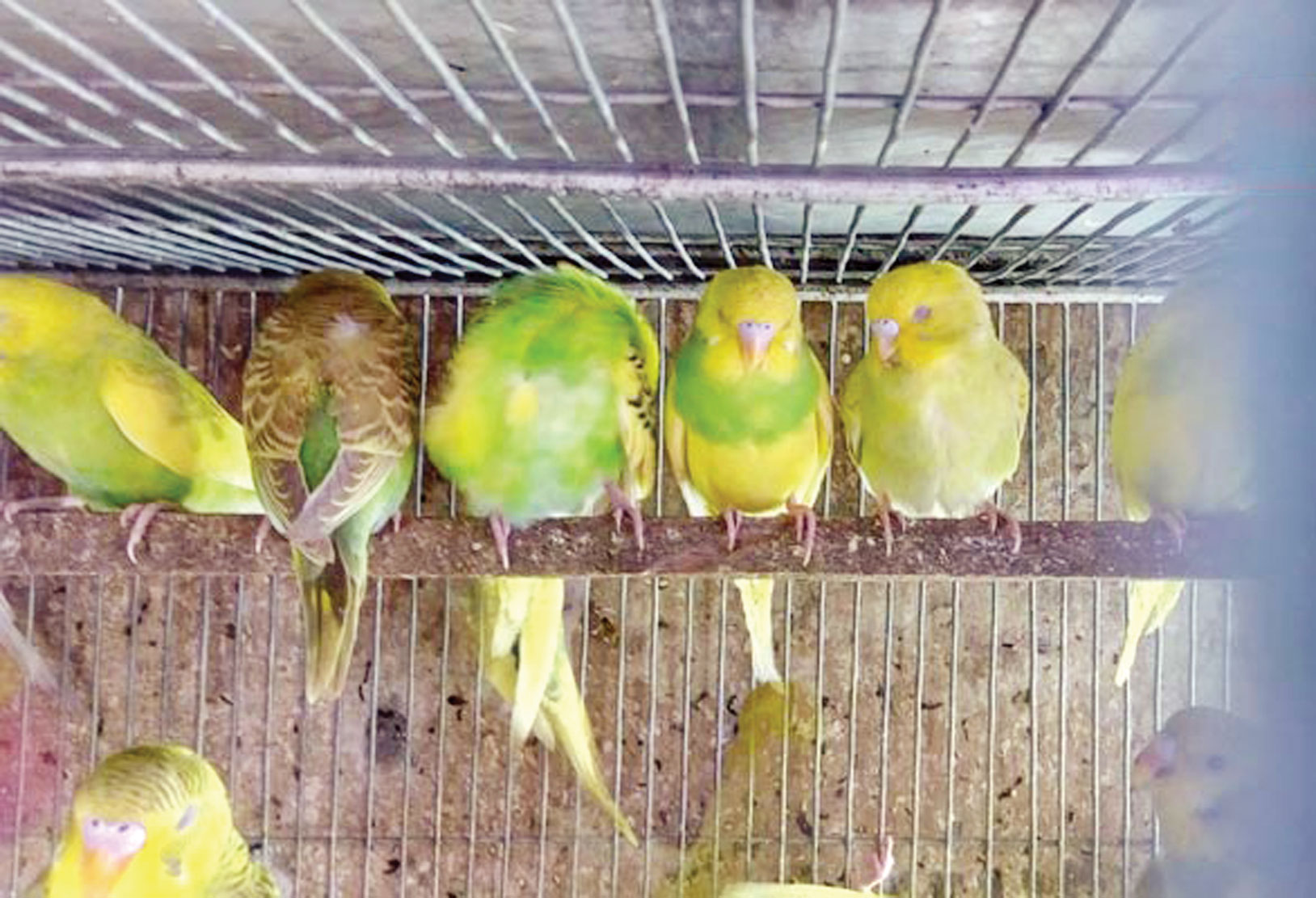 করোনায় পোষা পাখির 'ব্যবসায় মন্দা'