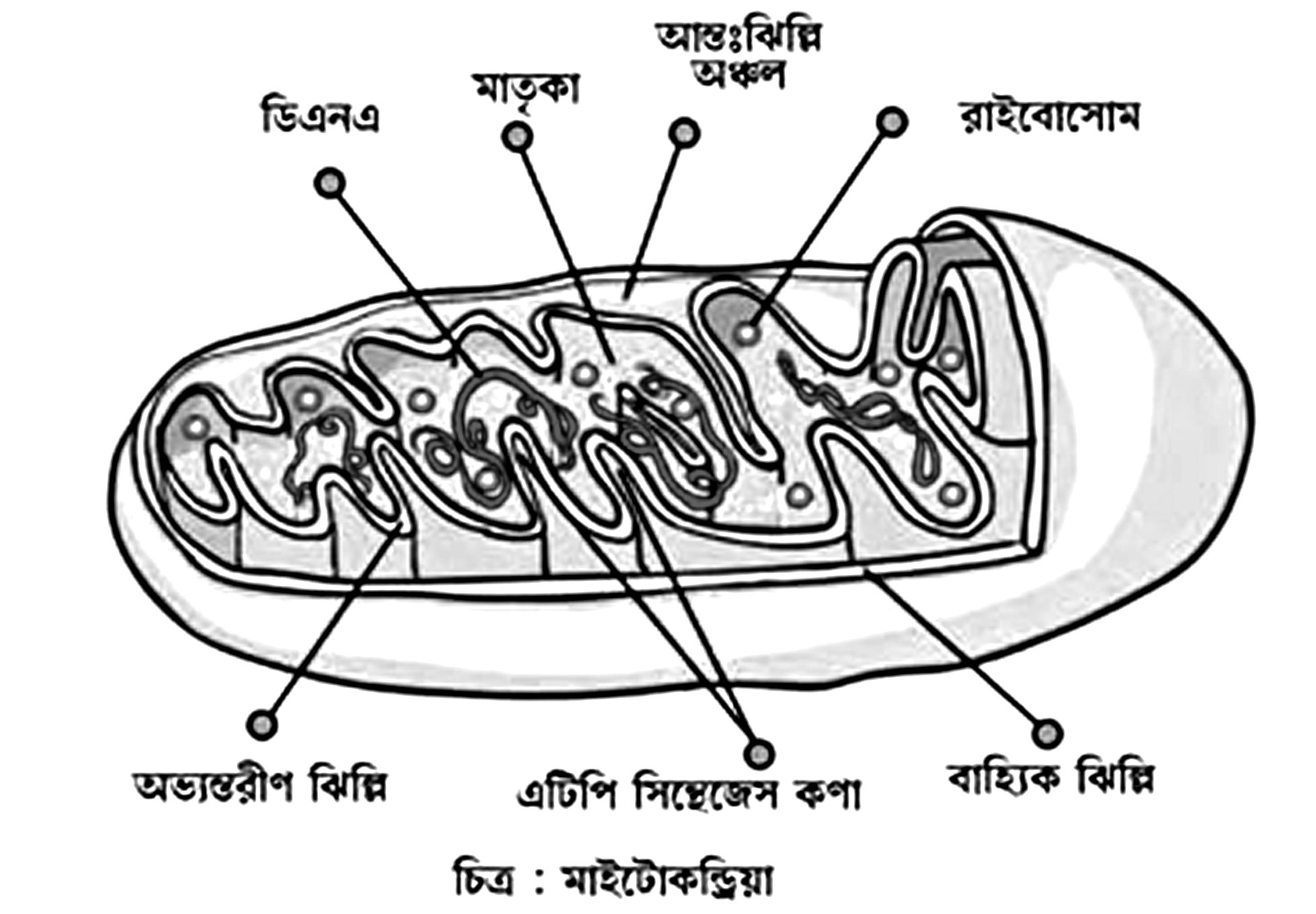বিজ্ঞানের যত কথা