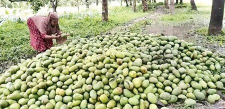 আম্পানে আমের সর্বনাশ