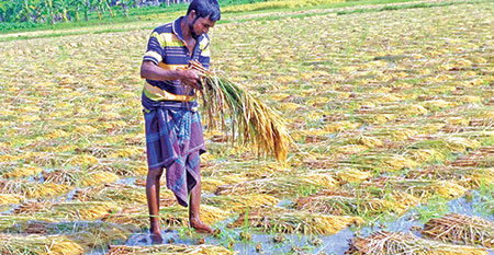 ঝুঁকিতে পড়েছে ২৯ ভাগ বোরো ধান