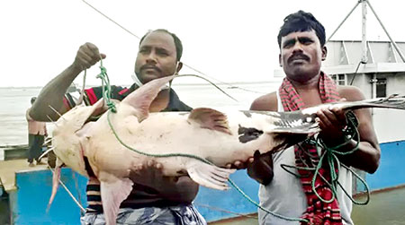 পদ্মায় জেলের জালে ২২ কেজি ওজনের বাগাড় মাছ