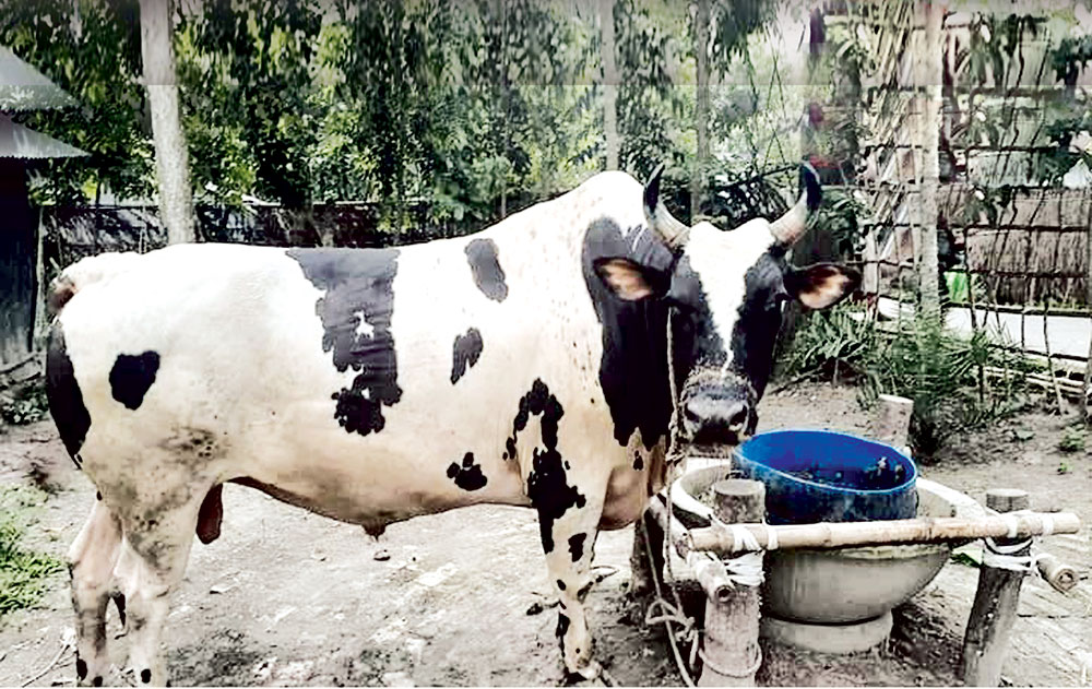 ষাঁড়টির নাম 'চিতা' দাম ১০ লাখ টাকা
