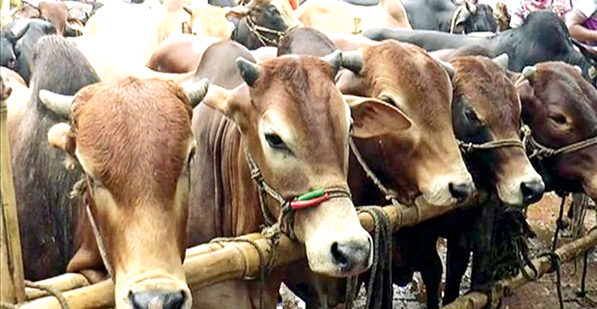 কোরবানি দিতে পারবে না ৩৫% মানুষ