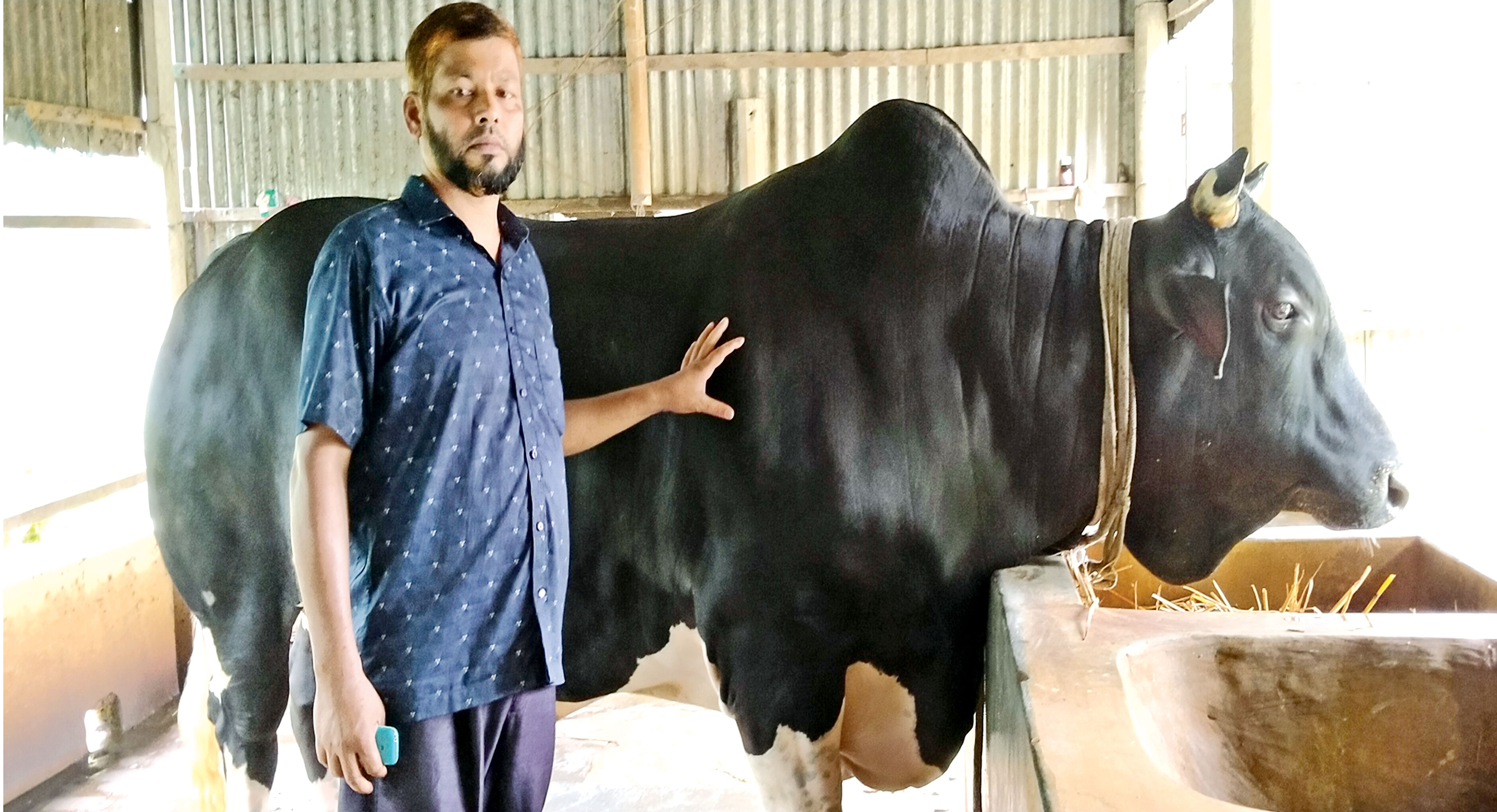 কোরবানির হাট কাঁপাবে নাগরপুরের 'খোকাবাবু'