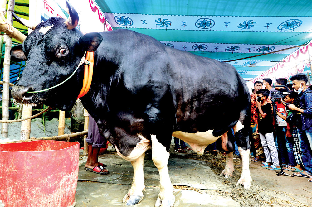 গাবতলীতে নজর কাড়ছে যশোরের 'বাংলার বস'