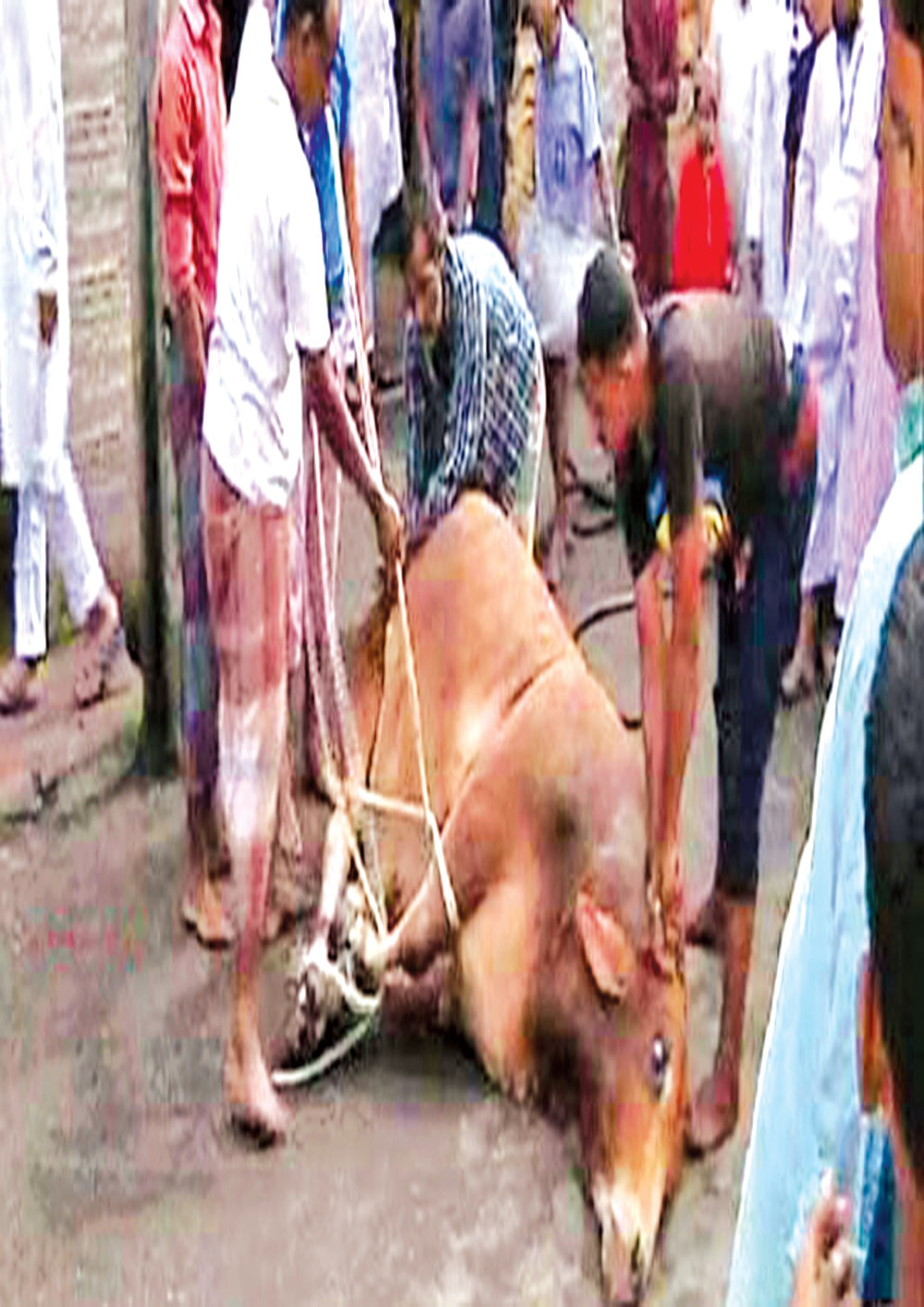 ২৫ লাখ পশু কম কোরবানি হয়েছে