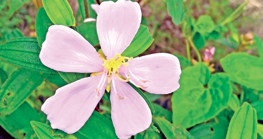 ফেনীতে মিলল নতুন প্রজাতির ফুল