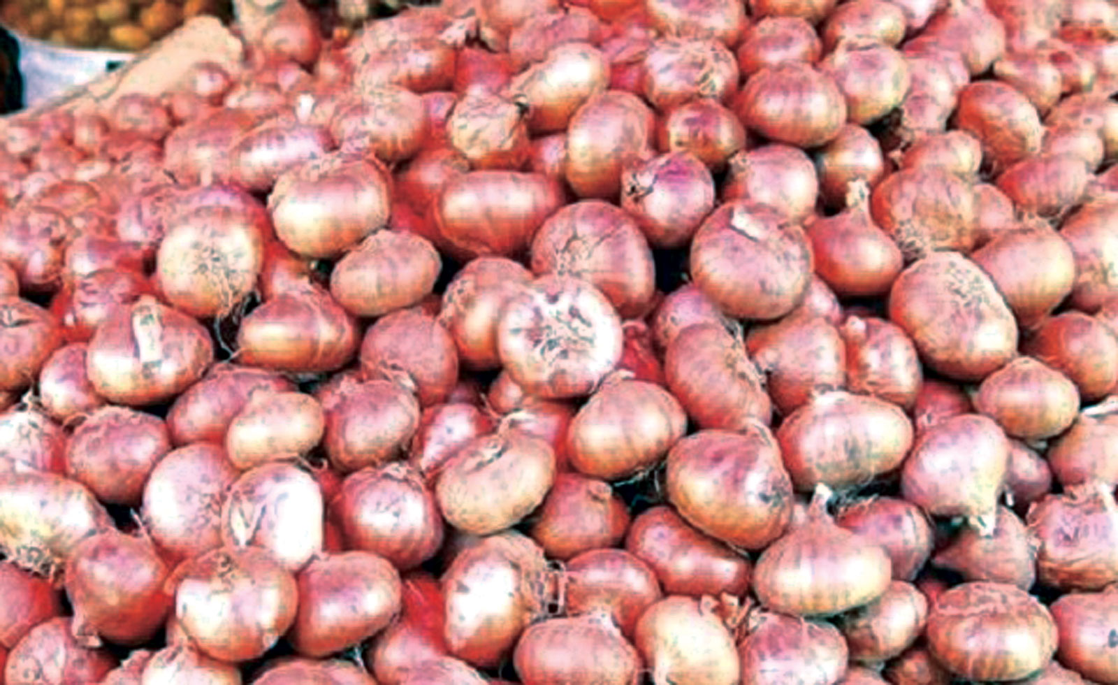 টিসিবির পেঁয়াজেও দুষ্টচক্রের থাবা