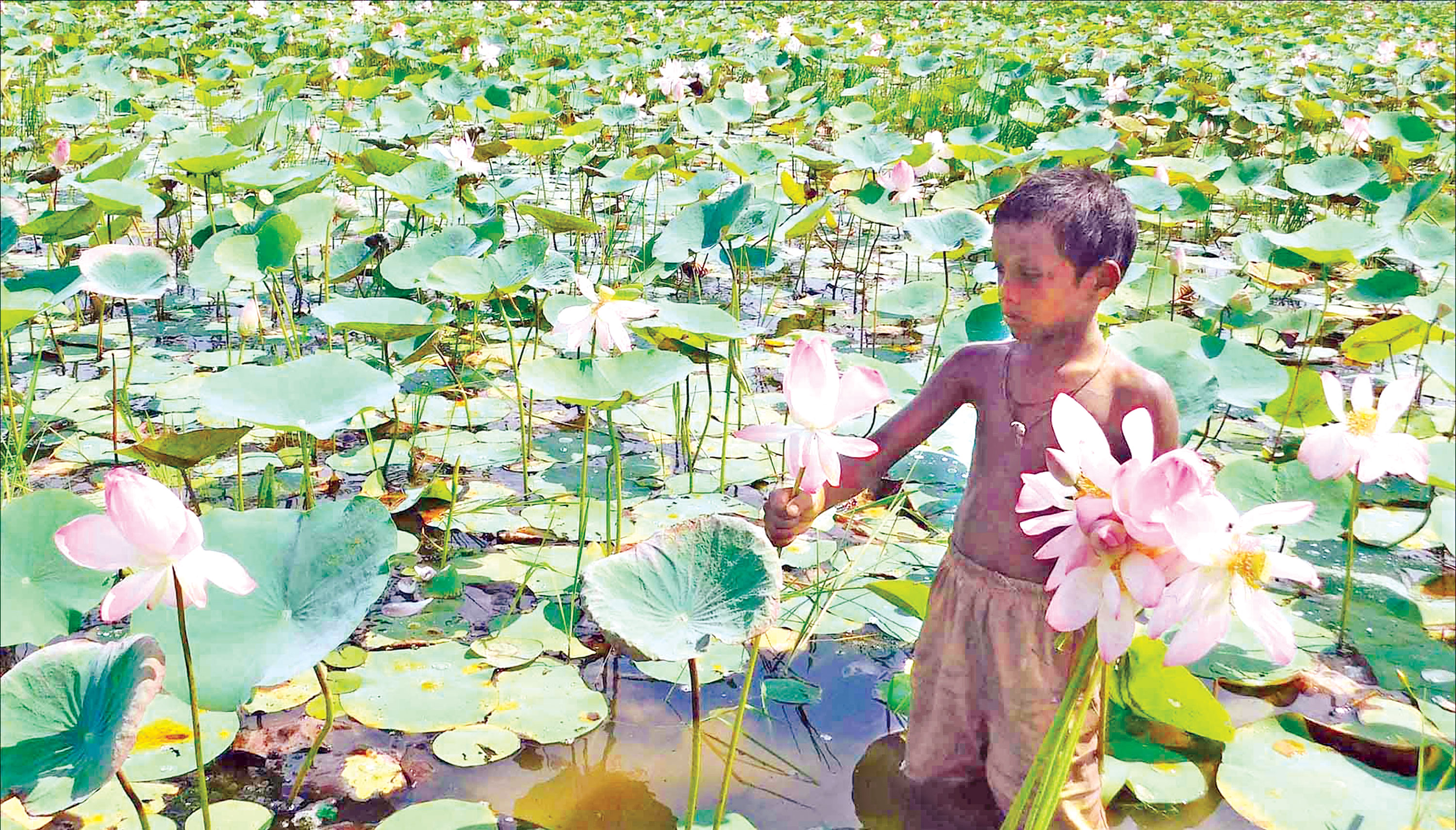 নালিয়ার বিলে ফুটেছে অপরূপ লালপদ্ম