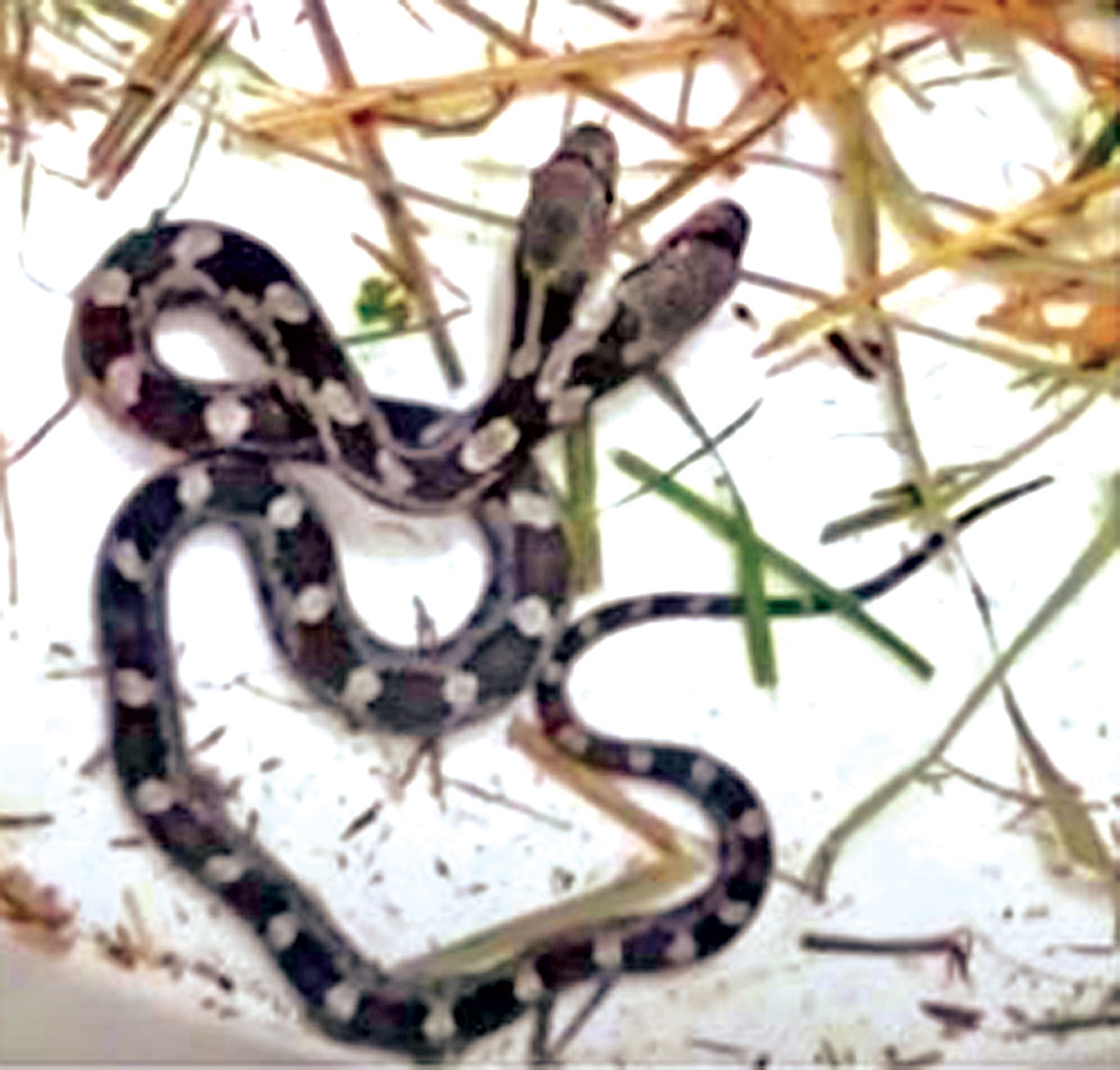 দু'মুখো সাপের ভিডিও ভাইরাল