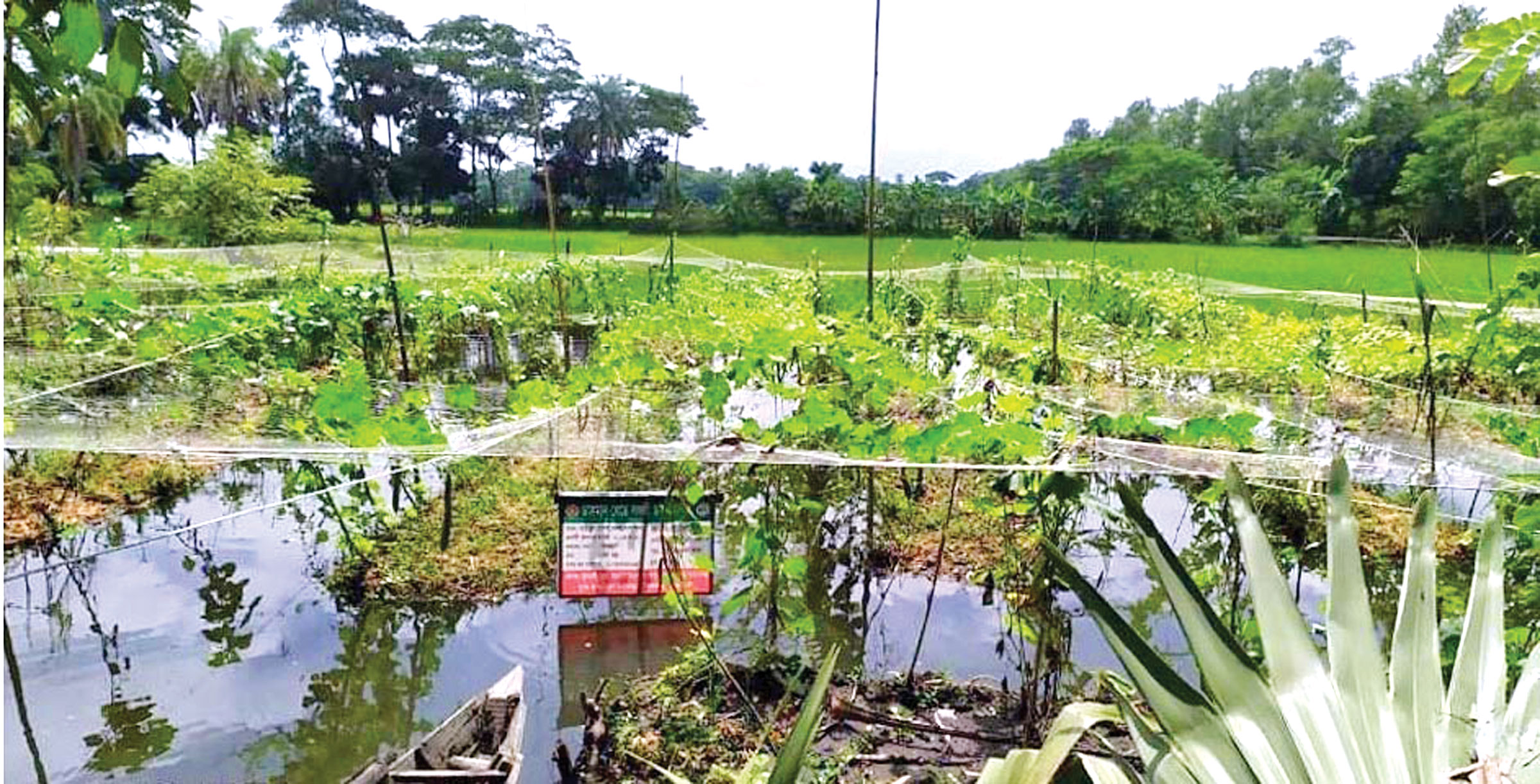 ভাসমান বেডে সবজি চাষে সফল শাহজাদা