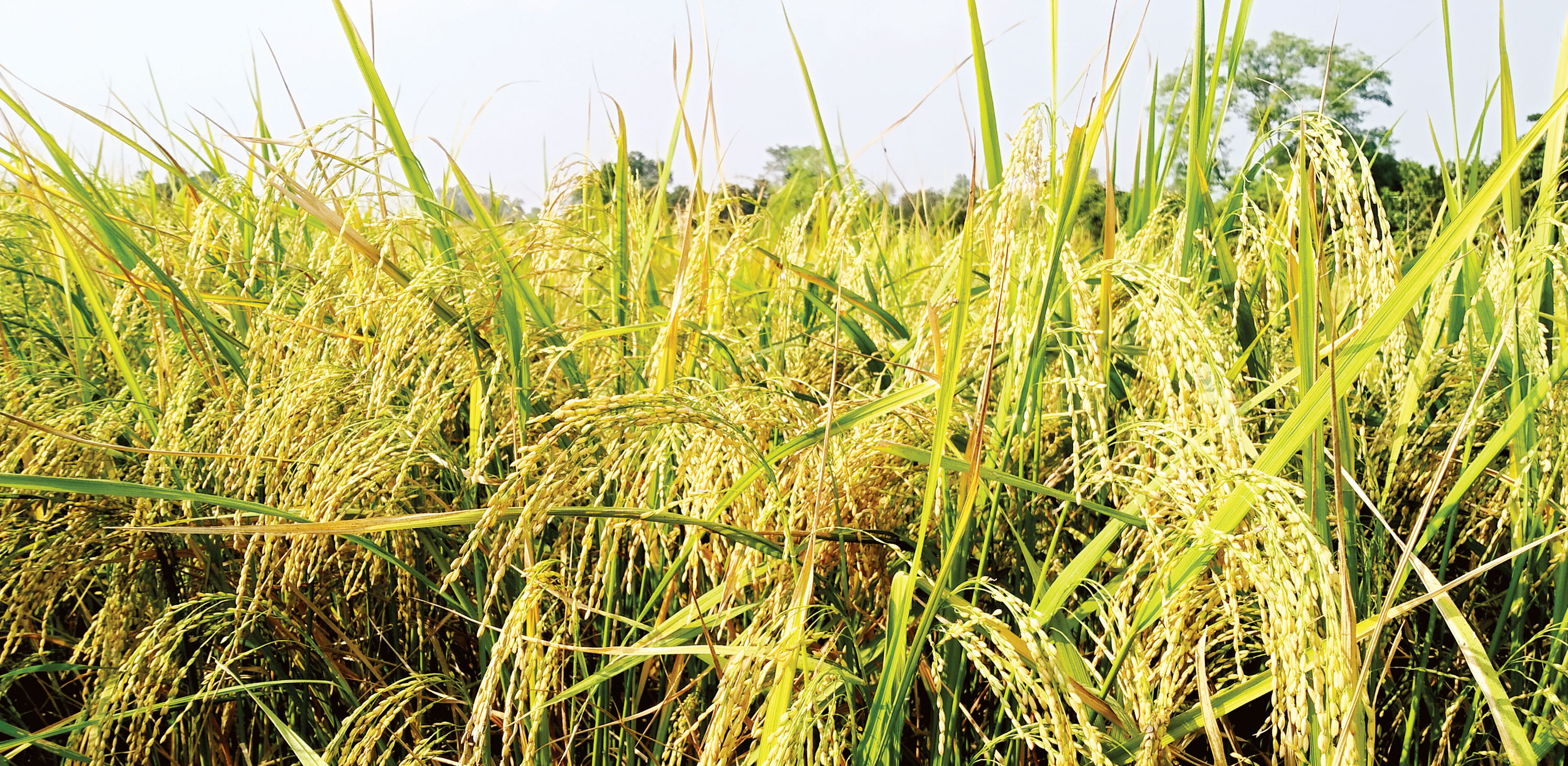 মহাদেবপুরে বিস্তীর্ণ মাঠজুড়ে কৃষকের সোনালি স্বপ্ন