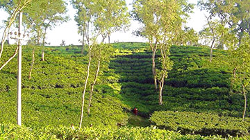 বে ড়া নো সবুজ শ্রীমঙ্গল