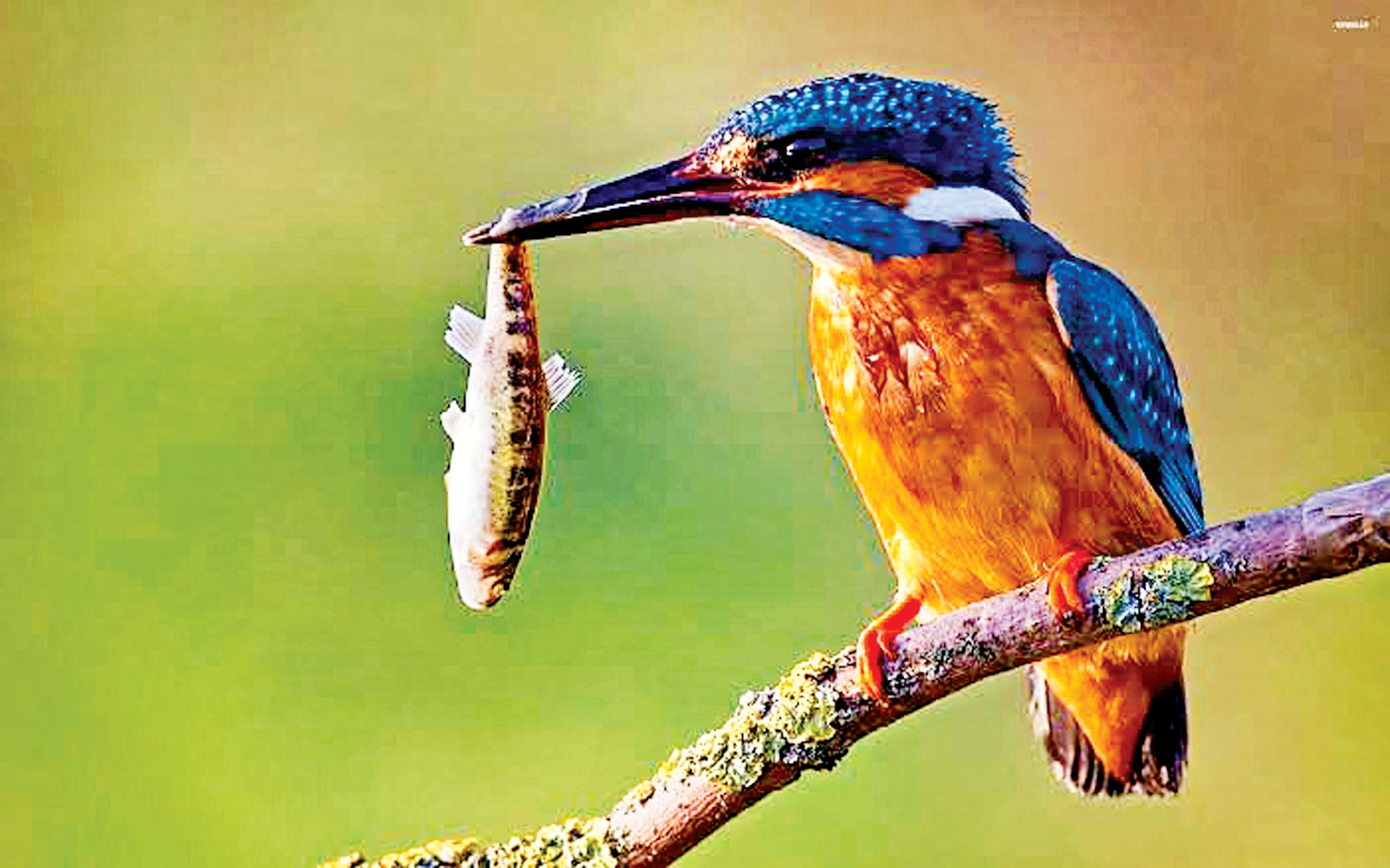 দৃষ্টিনন্দন শিকারি মাছরাঙা