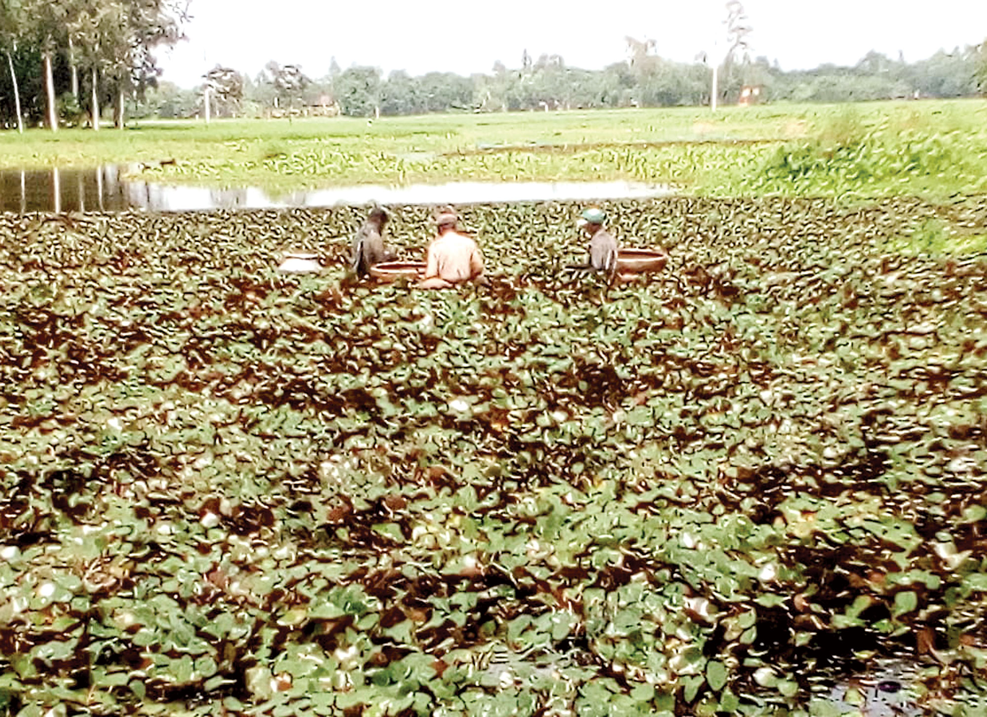 পানিফল চাষে ভাগ্যের চাকা ঘুরেছে সাইদুরের