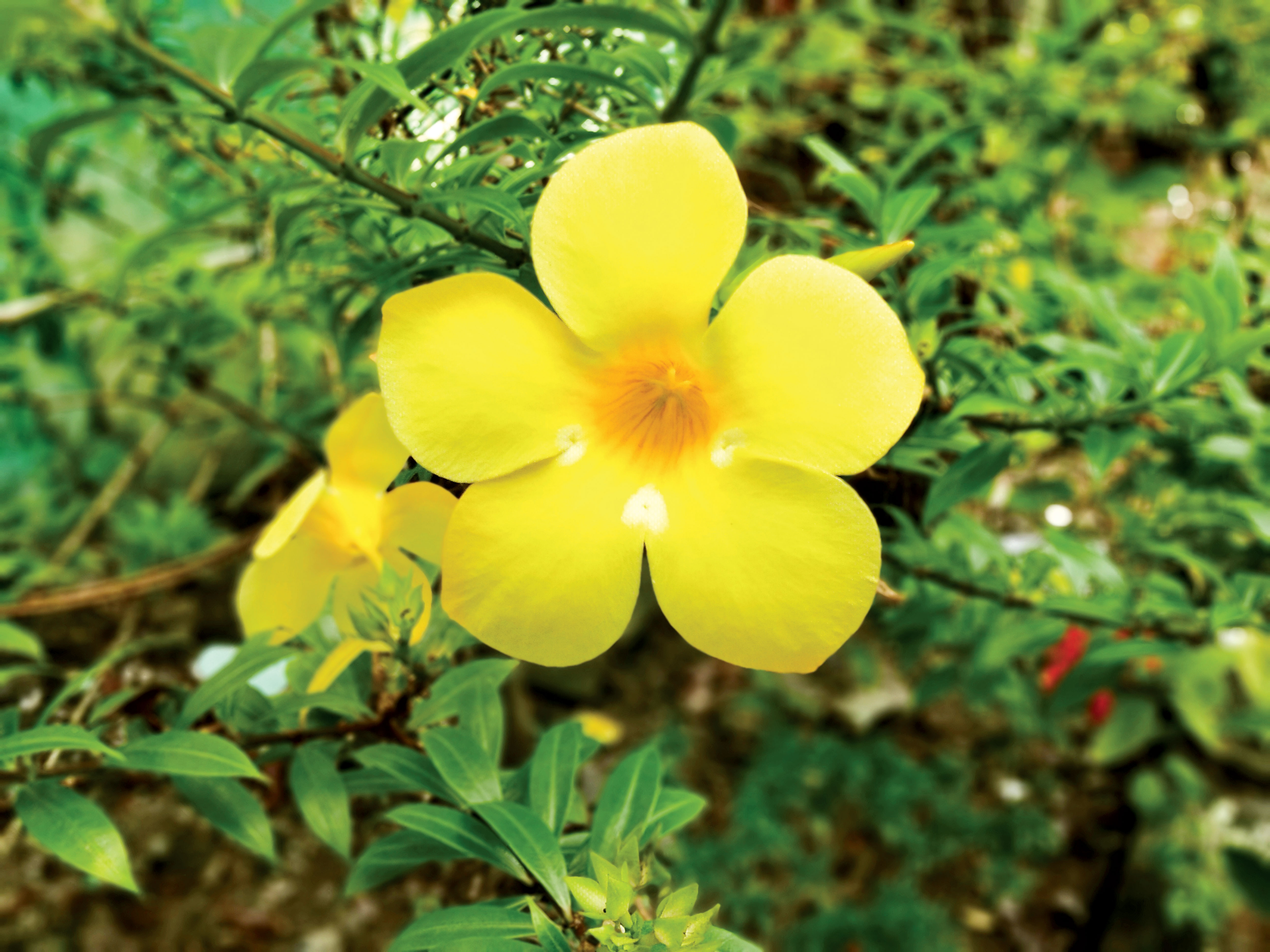 অলকানন্দা