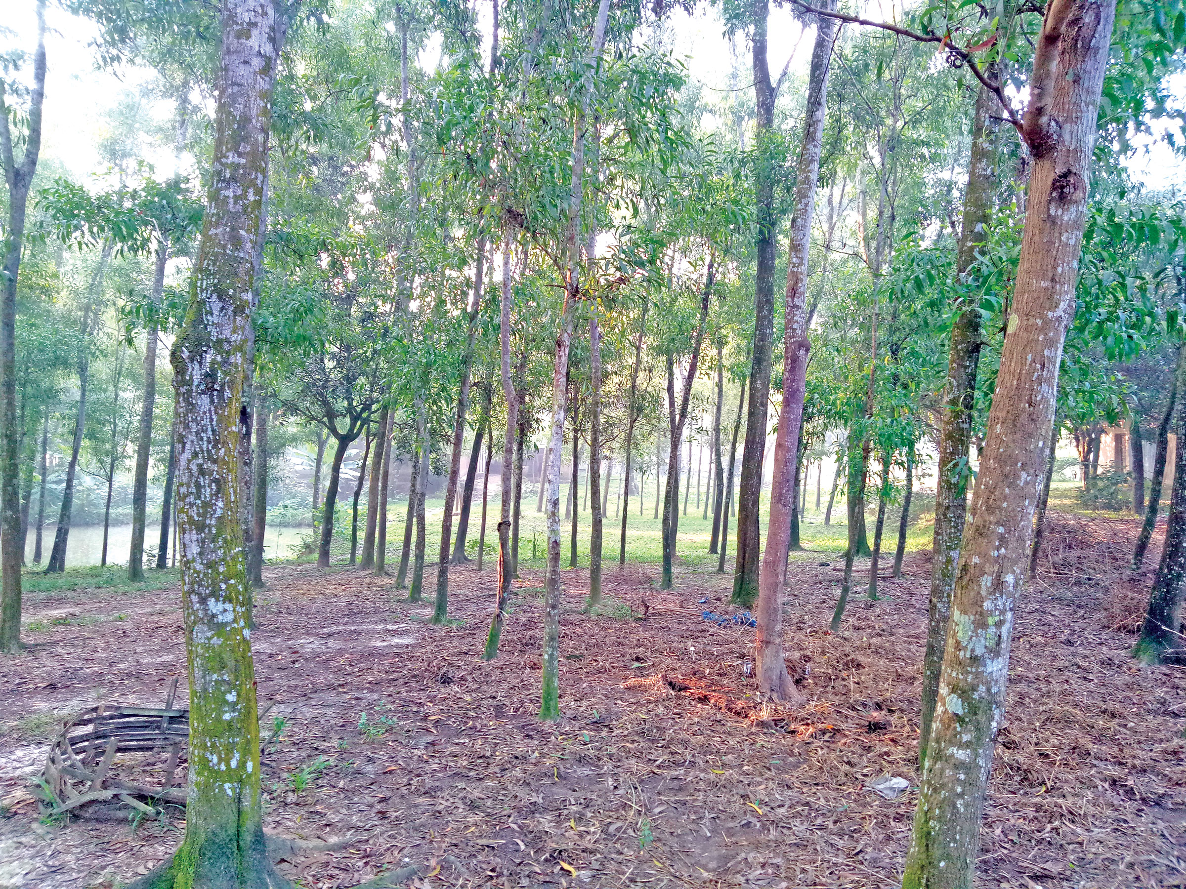 আকাশমণির নিচে চাপা পড়েছে চাষির স্বপ্ন!