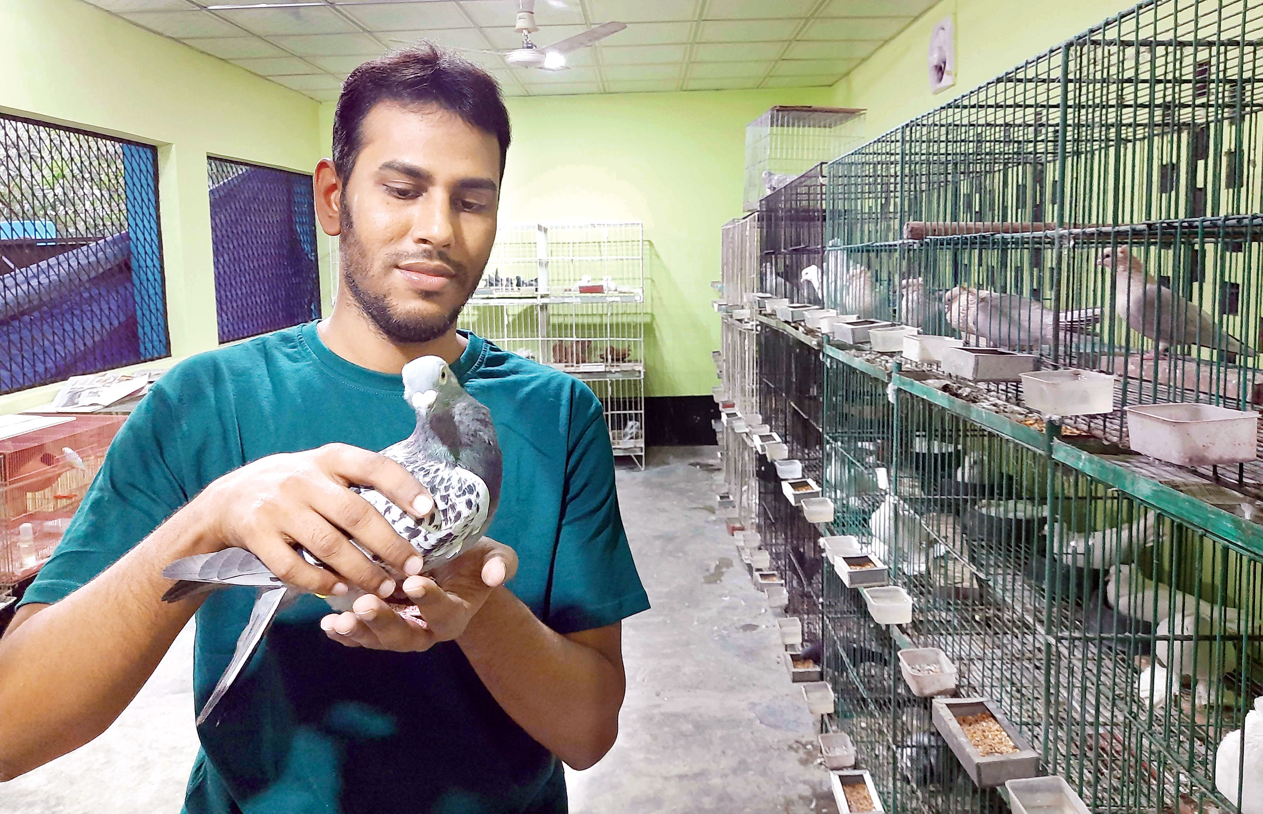 কবুতর পালনে সফল নাটোরের মন্নাফ