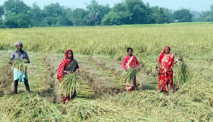 নাচোলে রোপা-আমন উৎসব : বাজার মূল্য কৃষকের মুখে হাসি
