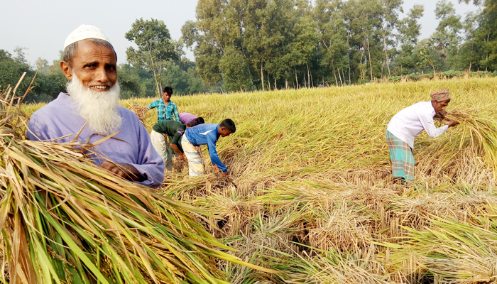 শ্রীপুরে আমনের সোনালী শীষ দুলছে বাতাসে
