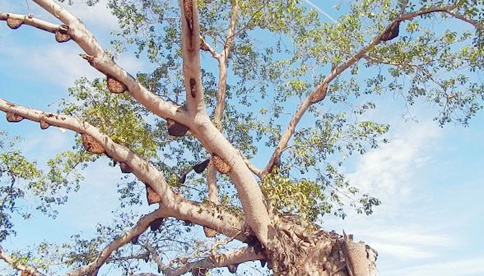 ঝিনাইগাতীতে গারো পাহাড়ে মৌমাছির নিরাপদ বাসা