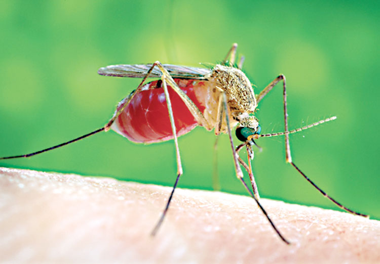 চট্টগ্রামে মশার দাপটে অতিষ্ঠ নগরবাসী