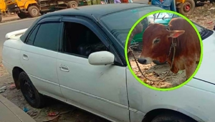 প্রাইভেটকারে করে গরুচুরি!