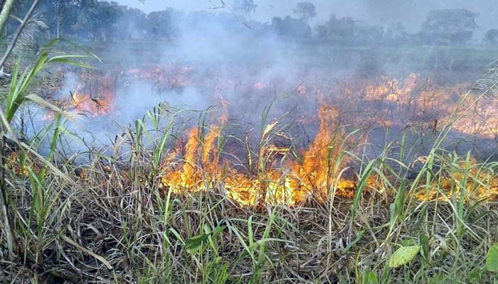 কুষ্টিয়া সুগার মিলে আখ না নেওয়ায় পুড়িয়ে দিলেন কৃষক