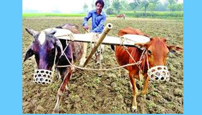 সাতক্ষীরার গ্রামবাংলা থেকে বিলুপ্তির পথে লাঙল, জোয়াল আর মই